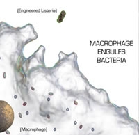 macrophage