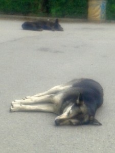 The Wild Dogs of Sofia are a placid and gentle lot. In Trump's America, they'd tear your fucking throat out.