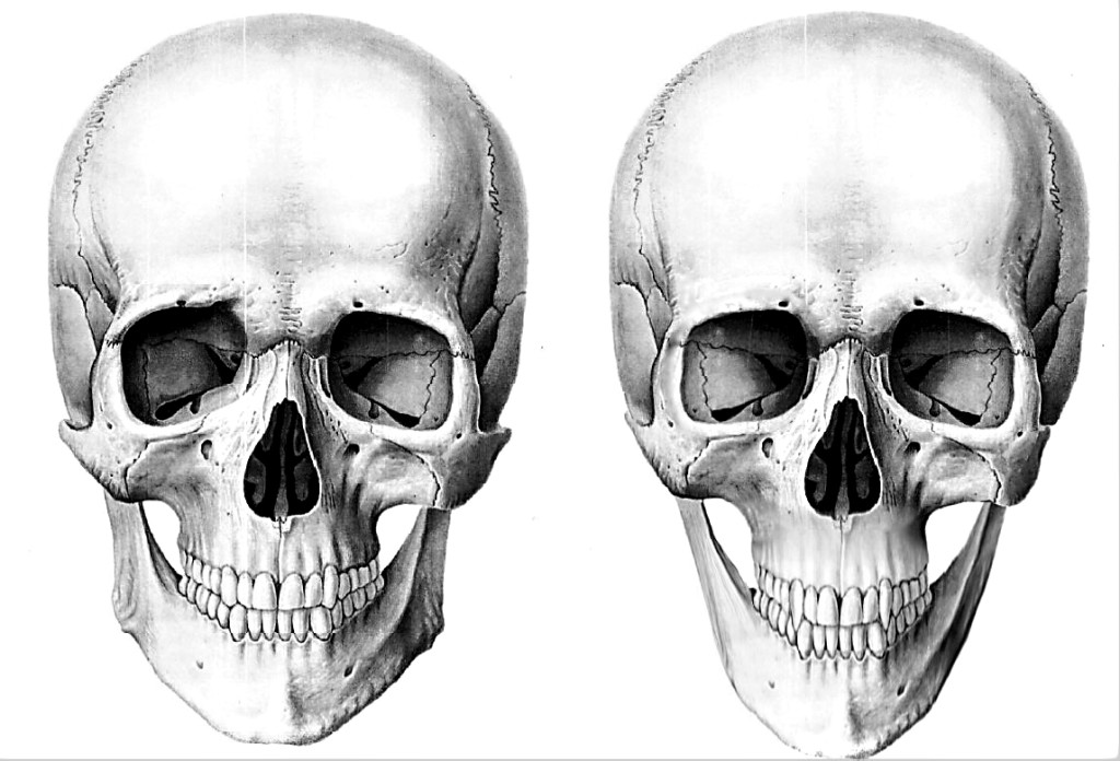 This is anthropological and unprecedented: a side-by-side comparison of vampire and baseline-Human skulls. I don't know much about the artist except that she's from Russia, she reads Dawkins, and she goes by the handle Ekaterina. Also I suspect she is awesome. She says there are ten differences. I don't know if she's kidding.