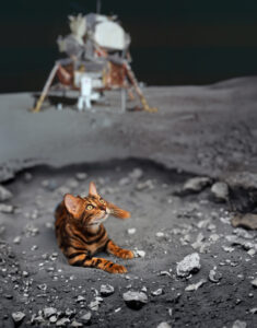 Cat_Simon_Moon_01_small.jpg