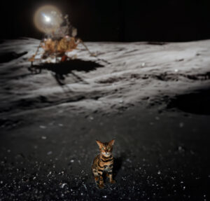 Cat_Simon_Moon_02.jpg