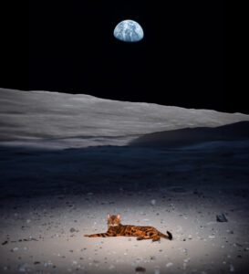 Cat_Simon_Moon_03_small.jpg